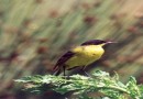 Balkan Yellow wagtail ©  Pandion Wild Tours